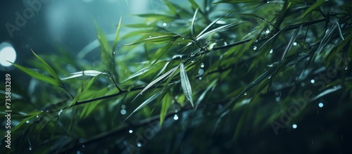 Wallpaper with bamboo plants and green leaves with droplets of rain environmentalism  skin care and good health