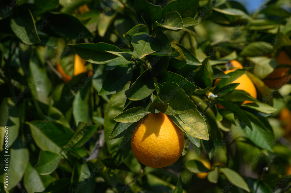 juicy oranges on tree branches in Cyprus 14 juicy oranges on tree branches in Cyprus 14