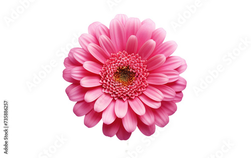 A captivating photograph capturing the ethereal beauty of a delicate pink flower set against a pristine white background.