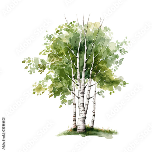 Birch tree watercolor. Vector illustration design.