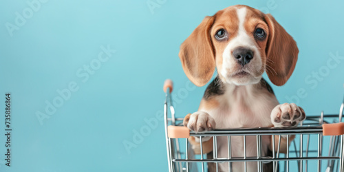 Cute little beagle in a shopping cart on a pastel blue background. Shopping, sale, advertisement, online shopping concept banner with copy space.