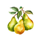Pears watercolor. Vector illustration design.