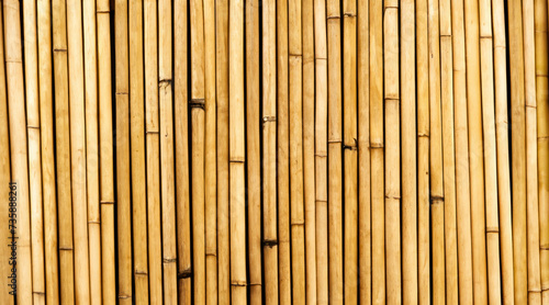 bamboo texture  bamboo background