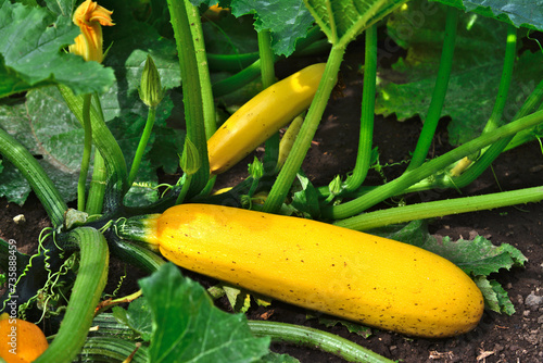 yellow zucchini with green stems and leaves isolated close up