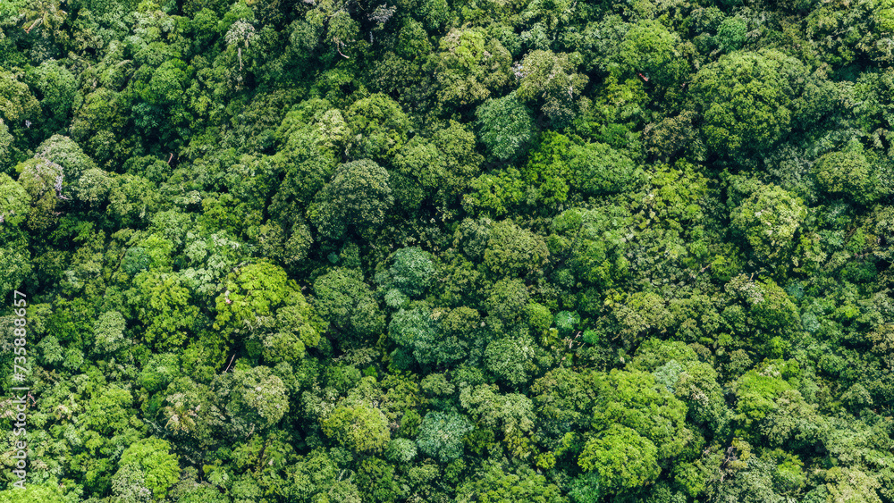 Ariel view of a forest, view of a jungle