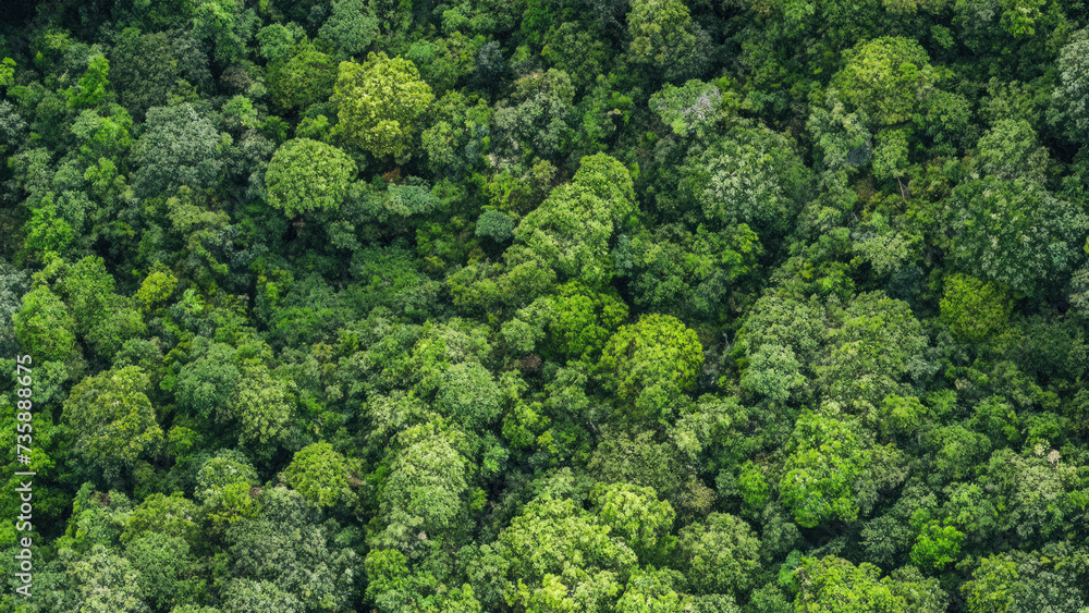 Ariel view of a forest, green jungle