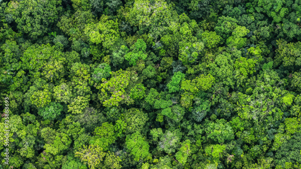 Ariel view of a green forest, view of a jungle