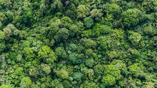 Ariel view of a forest, view of a jungle © pankajsingh