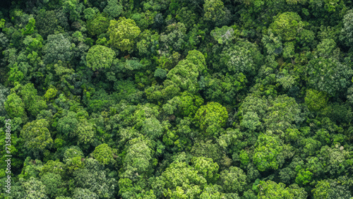 Ariel view of a forest, green jungle © pankajsingh