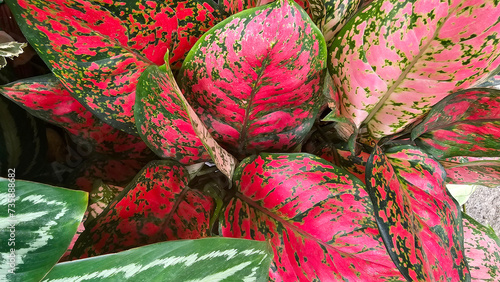 A close-up of the striking pink and green variegated leaves of an Vibrant Aglaonema