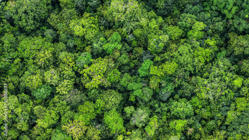 Ariel view of a green forest, view of a jungle