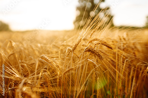 Golden ears of wheat on a sunset field. Agricultural farm. Rich harvest. 