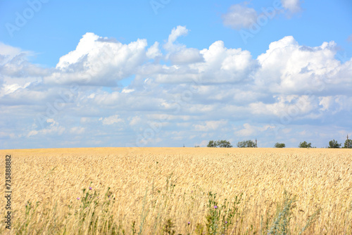 ripe wheat field in sunny day copy space