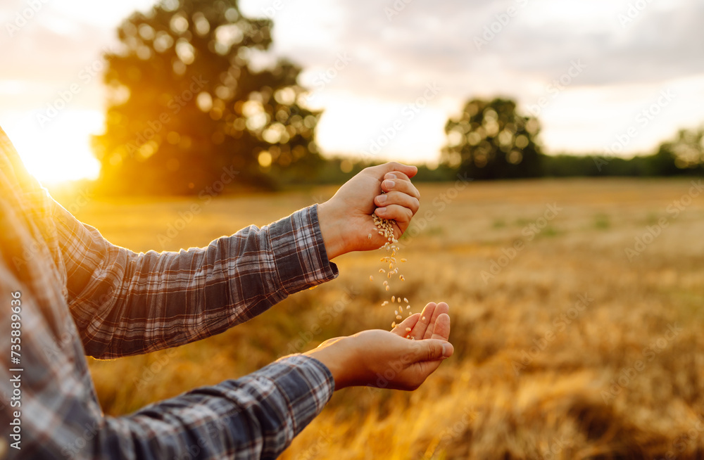 Grains of wheat in hands of the farmer. Crop of oats in male's hands. The idea of a rich harvest. Agricultural farm. Grains of wheat in hands of the farmer. Crop of oats in male's hands. The idea of a rich harvest. Agricultural farm.