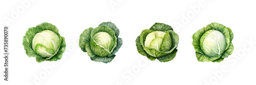 Cabbage watercolor. Vector illustration design.