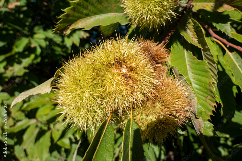 Entre folhas e galhos: O crescimento dos ouriços no castanheiro Entre folhas e galhos: O crescimento dos ouriços no castanheiro