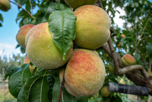 Em meio aos galhos e folhas, pêssegos maduros no pessegueiro photo