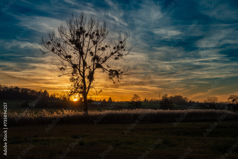 Sunset with a dramatic sky and a tree covered in mistletoe Sunset with a dramatic sky and a tree covered in mistletoe