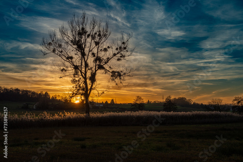 Sunset with a dramatic sky and a tree covered in mistletoe