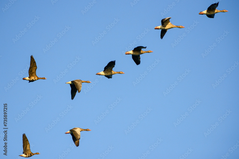 Obraz premium Group of Greylag Geese in flight