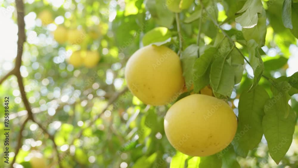 Three large grapefruits hanging from a tree branch in the sunlight. Close-up. Three large grapefruits hanging from a tree branch in the sunlight. Close-up.