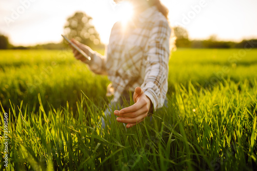 A woman farmer with a modern tablet evaluates the shoots with her hand, green sprouts of wheat in the field. Farmer looking at the produce before harvesting. Agriculture, gardening or ecology concept.