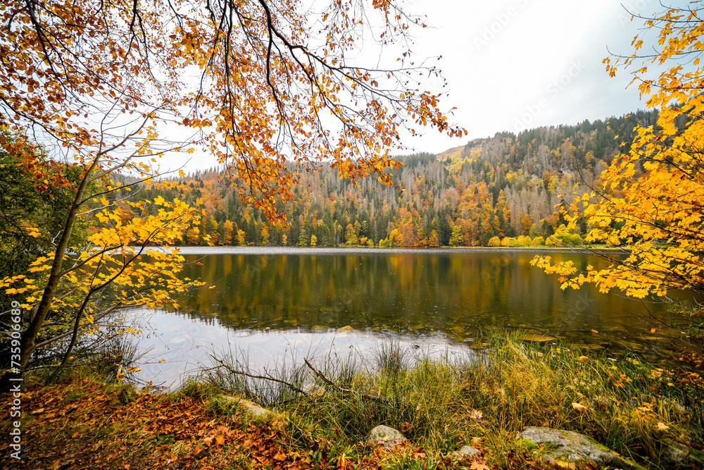 Landscape in autumn at Feldberg in the Black Forest. Feldbergsteig hiking trail. Nature at Feldsee in the Breisgau-Hochschwarzwald district in Baden-Württemberg.	