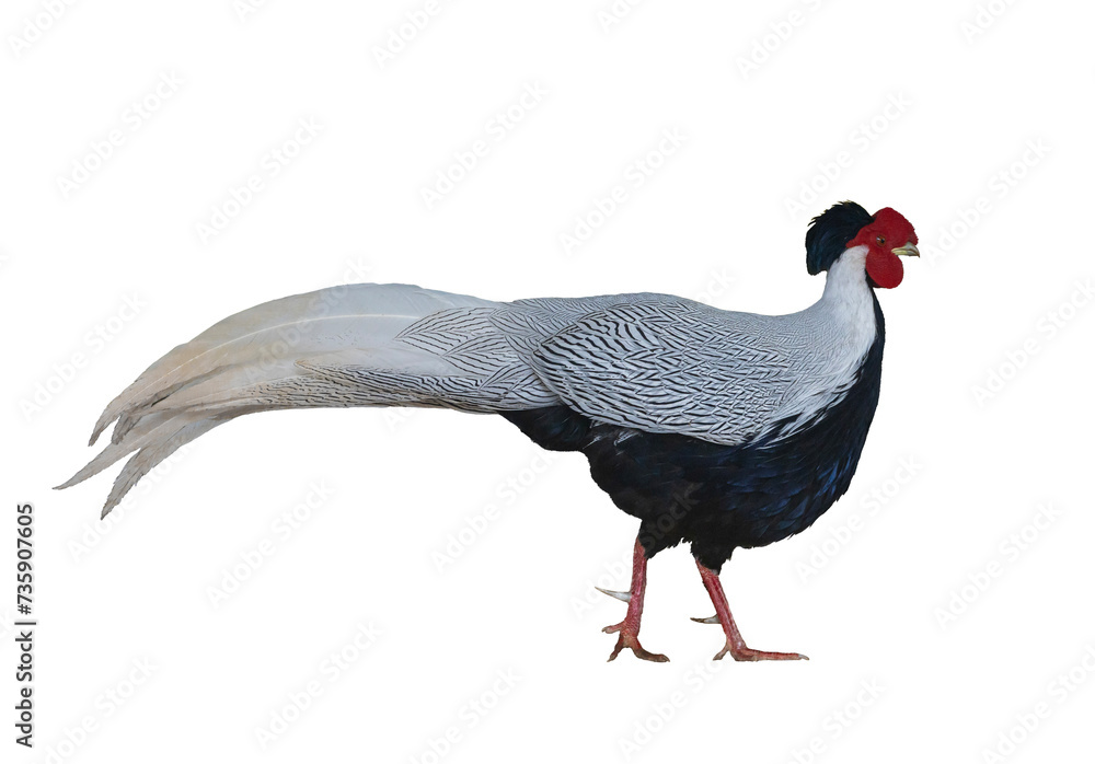 Naklejka premium Male silver pheasant or Lophura nycthemera native to Southeast Asia cutout isolated on white background for wildlife conservation concept