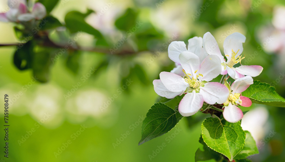 Spring Apple tree flowers on green nature blurred green background. Blooming apple tree, macro. Beautiful Spring Nature soft background. Scenic Wallpaper or Web banner With Copy Space for text Spring Apple tree flowers on green nature blurred green background. Blooming apple tree, macro. Beautiful Spring Nature soft background. Scenic Wallpaper or Web banner With Copy Space for text