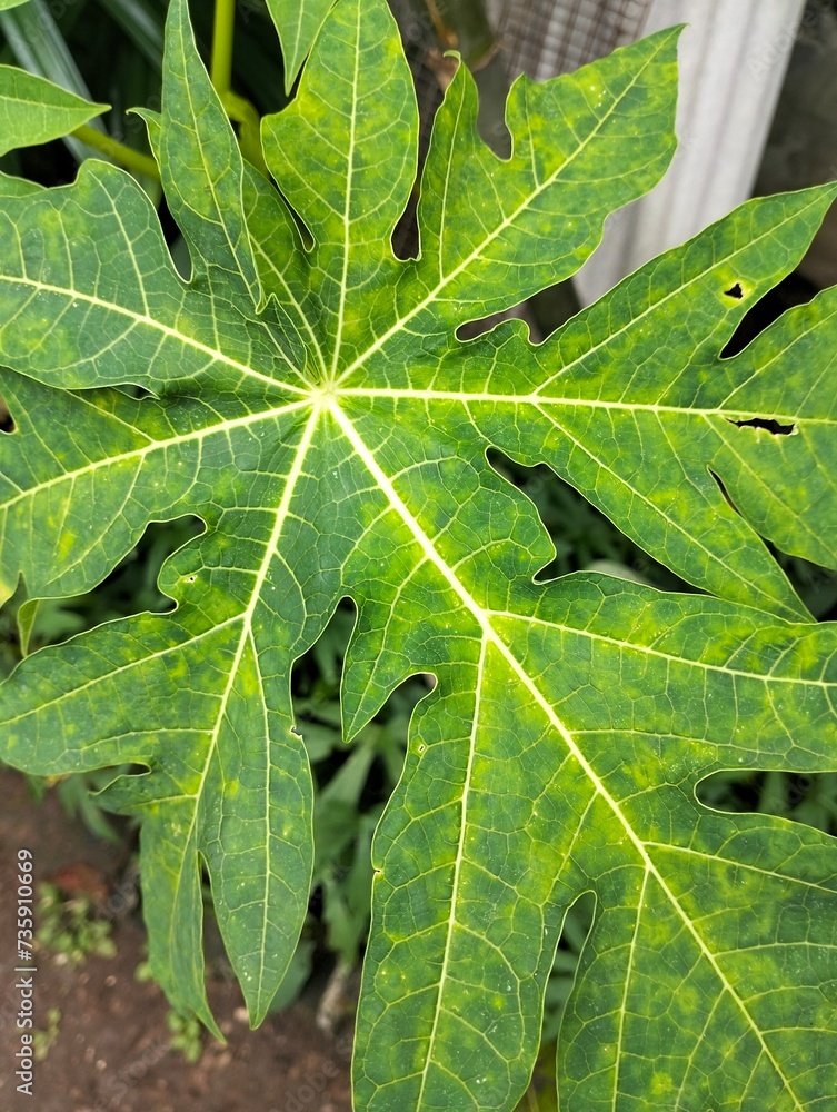green leaf background green leaf background