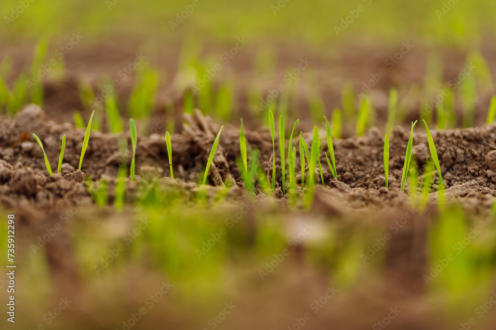 Young wheat grows in agricultural fields. Natural composition. Agriculture, organic gardening, planting or ecology concept.