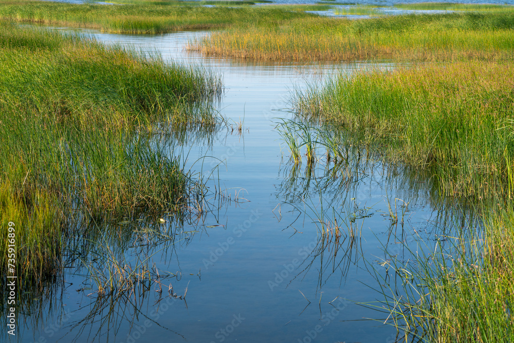 Coastline landscape with green grass and bushes in shallow water near the shore against a blue sky in summer. Marsh grass and reeds with a reflection of the blue sky in the water. Coastline landscape with green grass and bushes in shallow water near the shore against a blue sky in summer. Marsh grass and reeds with a reflection of the blue sky in the water.