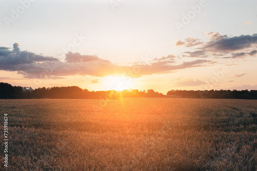 Spikelets of yellow wheat on the agricultural field. Wheat field at sunset. Front view