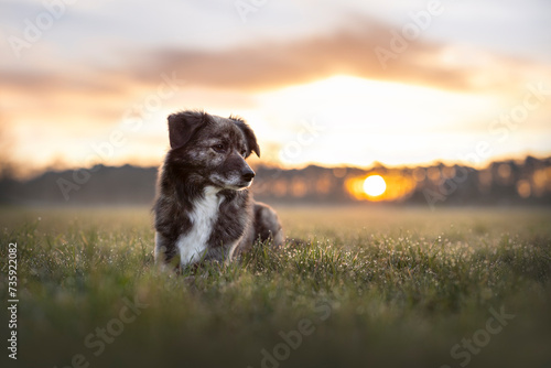 Hund bei Sonnenaufgang auf einer Wiese liegend
