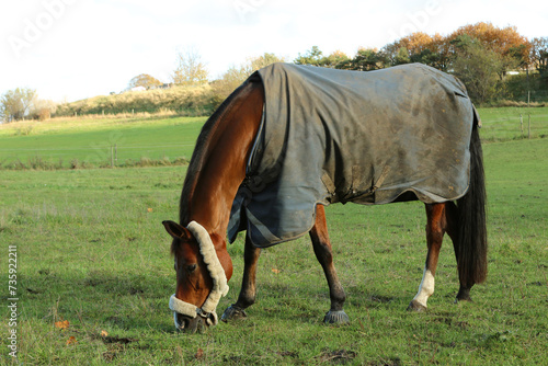 Autumn, November, Denmark. Horse horse in a cape, in the pasture.