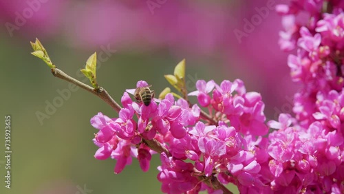 Pink Flowers On Judas Tree With Bees Working. European Tsertsis. Close up. photo