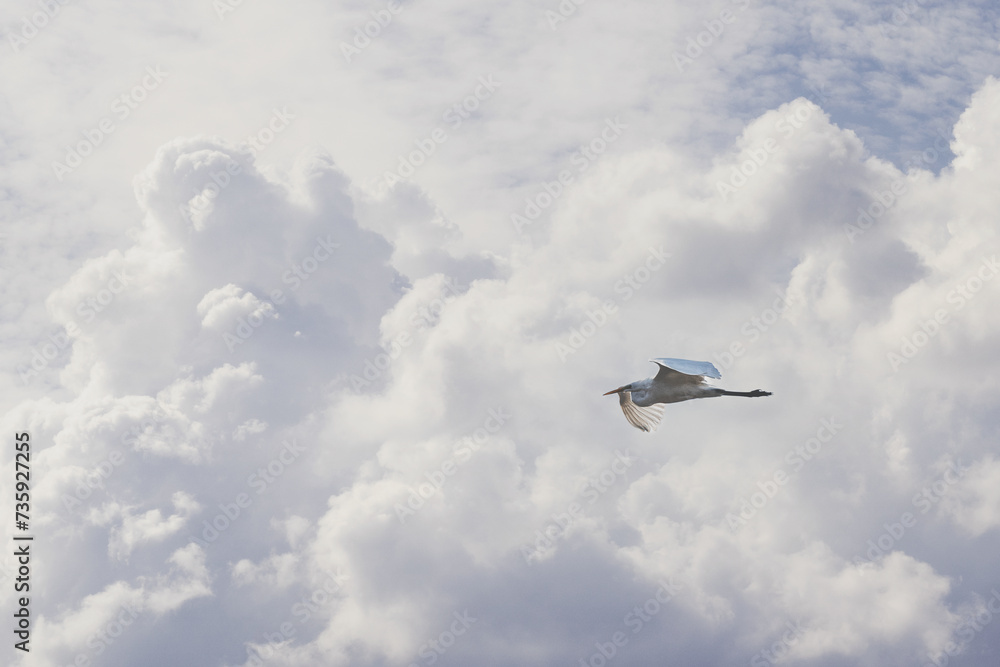 Fototapeta premium 백로