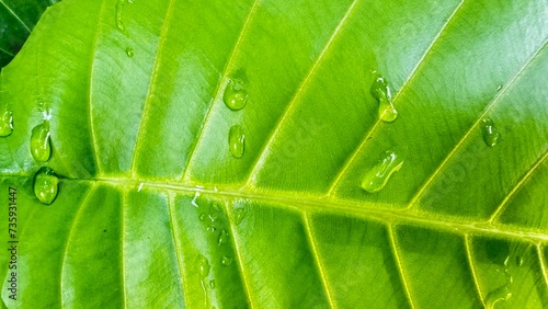 green leaf with water drops