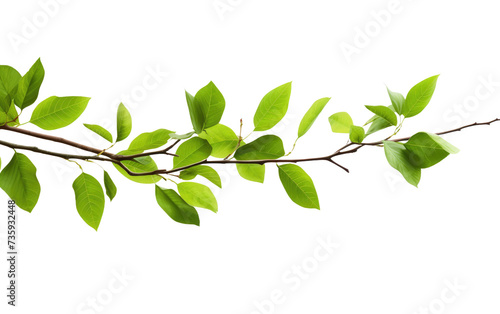 A Branch of a Tree With Green Leaves. A close up photograph of a single branch from a tree adorned with vibrant green leaves.