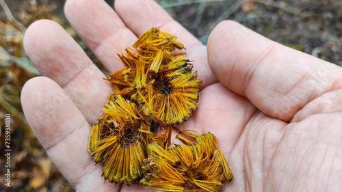 round tree seeds. unusual plant seeds. Acerifolia, or hybrid plane, family Platanaceae. Autumn yellow dry leaves, outdoors. photo