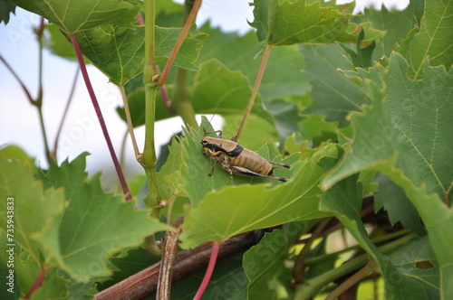 Grasshopper to the green vine leaf.A Roesel`s Bush-cricket Metrioptera roeselii perched on the edge of a leaf.
