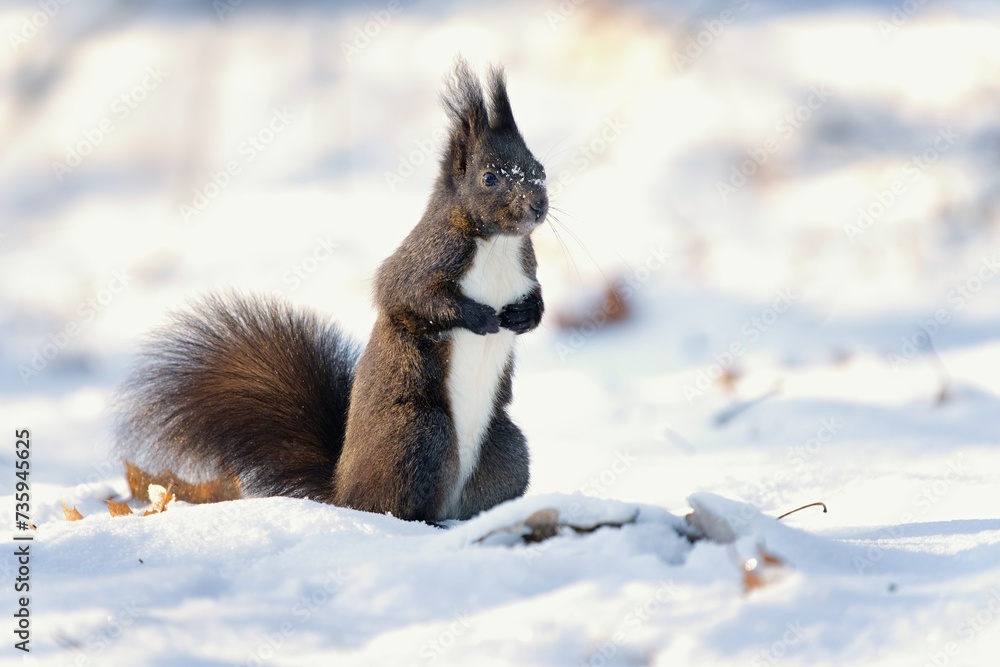 A squirrel with snow in the background. Winter landscape. Lesopark Štěpánka, Mladá Boleslav, Czech republic. A squirrel with snow in the background. Winter landscape. Lesopark Štěpánka, Mladá Boleslav, Czech republic.
