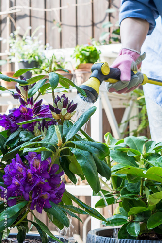 Fotografija Vivid purple color rhododendrons in pots are watered with hosepipe in terrace, p