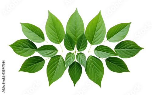 Group of Green Leaves Arranged in a Circle. A close up photo showcasing a circle formation of vibrant green leaves.