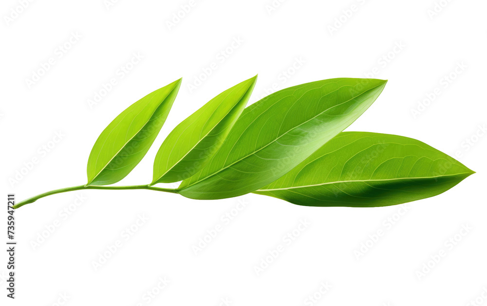 Close Up of a Green Leaf. A detailed view of a single green leaf captured up close against a plain Transparent background. Close Up of a Green Leaf. A detailed view of a single green leaf captured up close against a plain Transparent background.