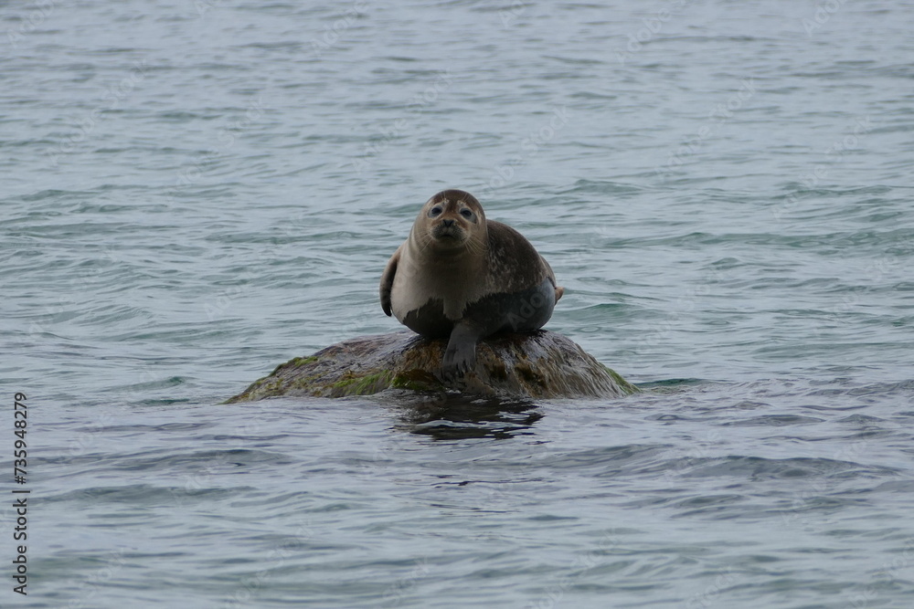 Fototapeta premium Seehund auf Rügen
