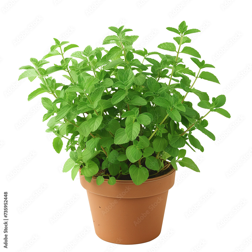 fresh green mint bush growing in a pot, isolated on transparent background fresh green mint bush growing in a pot, isolated on transparent background