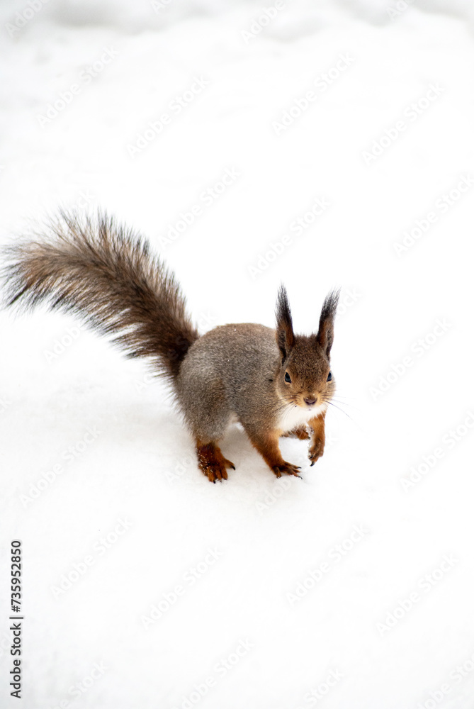 squirrel on the snow during the winter in the forest squirrel on the snow during the winter in the forest