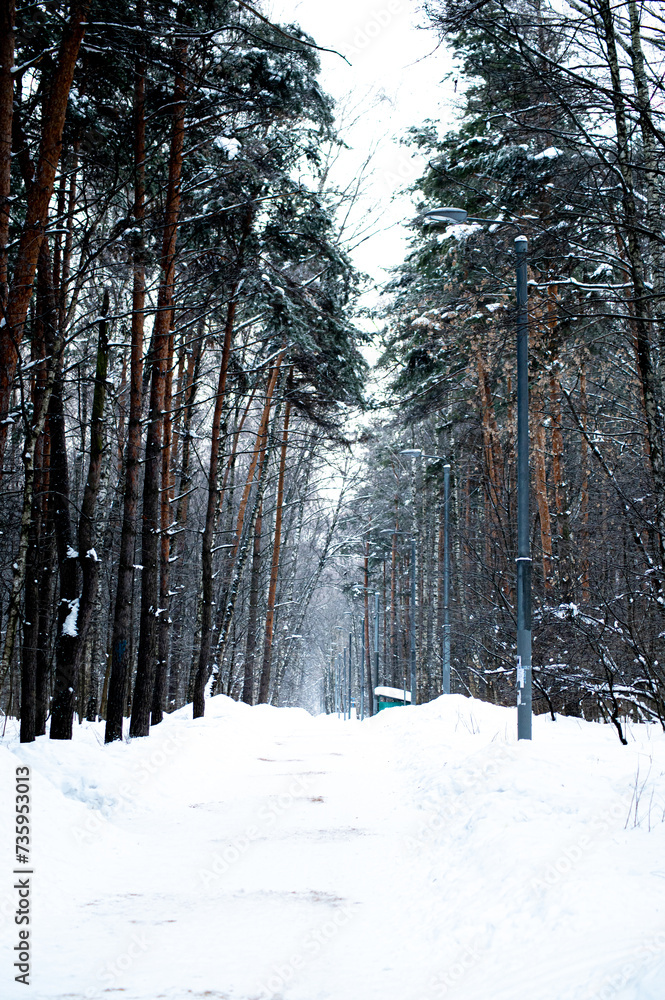 landscape nature background winter forest in the snow landscape nature background winter forest in the snow