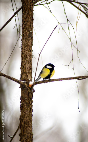 a titmouse bird, great tit on a tree branch in the winter forest